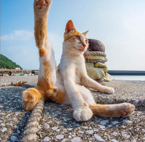 可愛的貓蛋蛋寫真集