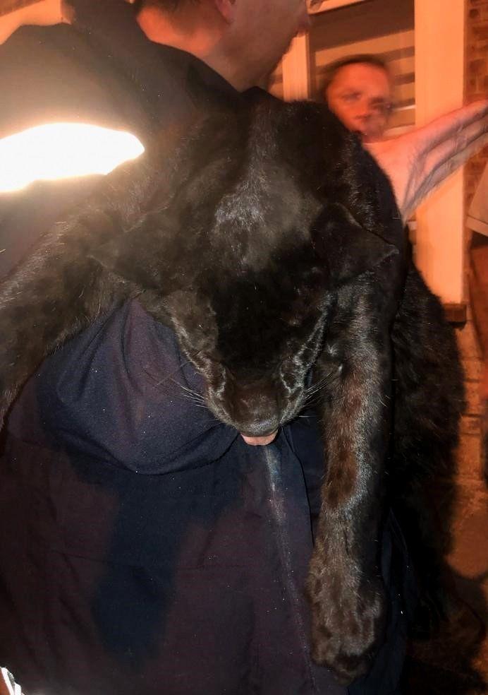 法國小鎮驚見「黑豹在屋頂逛大街」遭圍捕逃進屋內「與少女四目交接」網急:快喊瓦甘達