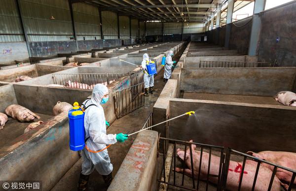 陸「豬肉荒」飛漲超過2倍　民眾分屍賣場生肉、爭扛活豬