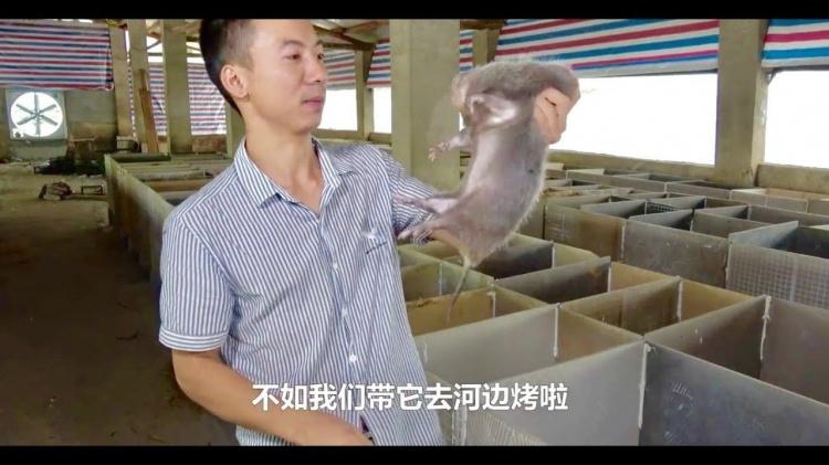 竹鼠真的好吃嗎?網紅親自實測「一隻竟然要價四位數」分享致命缺點:以後不會再吃了...