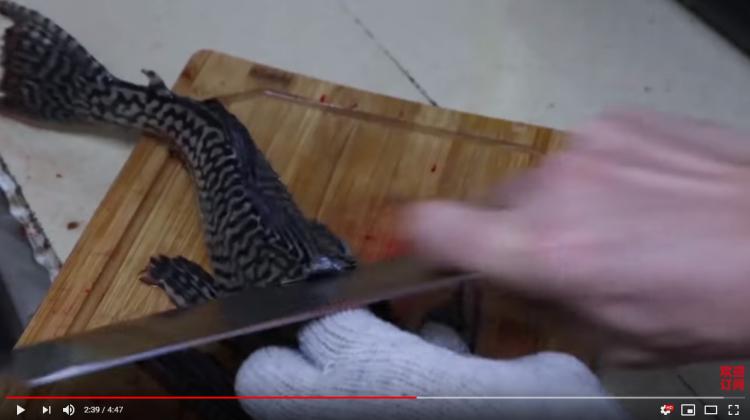 吃青苔的垃圾魚好吃嗎？網紅親自嘗試「口感超嫩像法式OO」網問號：看起來爆幹好吃...