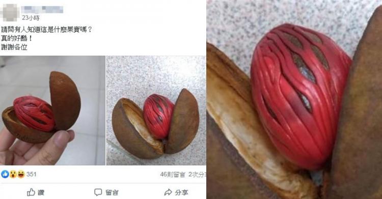 這什麼果實?爬滿詭異紋路...長超像「女生尿尿的地方」! 網揭真相: 嗑多了會嗨