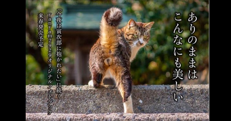 可愛的貓蛋蛋寫真集
