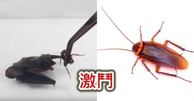 超噁心對決?把「蝙蝠和蟑螂關在一起」會發生什麼事?殘忍影片曝光!最後結局竟超展開!
