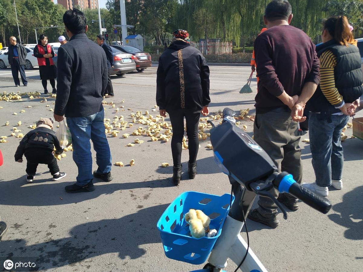 雞不可失！雞農卡車翻覆「小雞全都灑出來」村民見狀湧上狂撿...呆萌逃竄畫面超可愛！