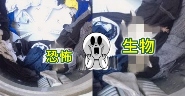 洗完衣服打開洗衣機...超發毛畫面「一隻OO躺在裡面」直接被捲死...網嚇:衣服全丟了!