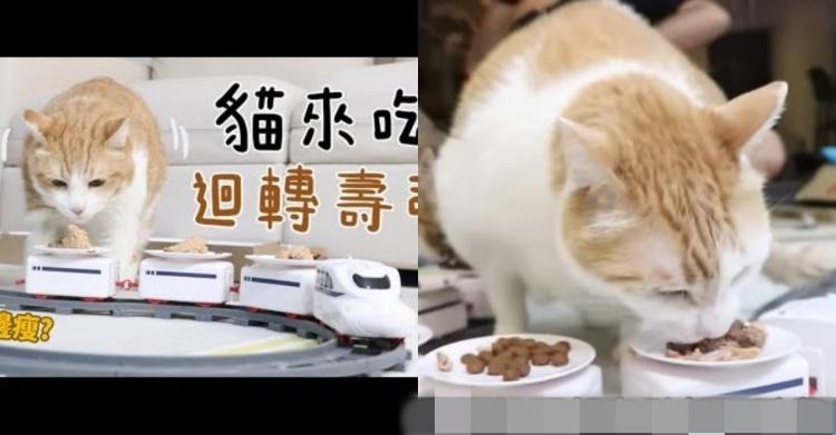 如果貓也能吃爭鮮...萌度爆表「貓吃迴轉壽司」邊走邊吃超可愛！：喵星人要來毀滅車站！