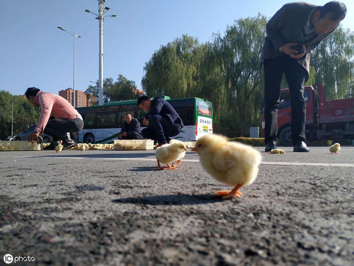 雞不可失！雞農卡車翻覆「小雞全都灑出來」村民見狀湧上狂撿...呆萌逃竄畫面超可愛！