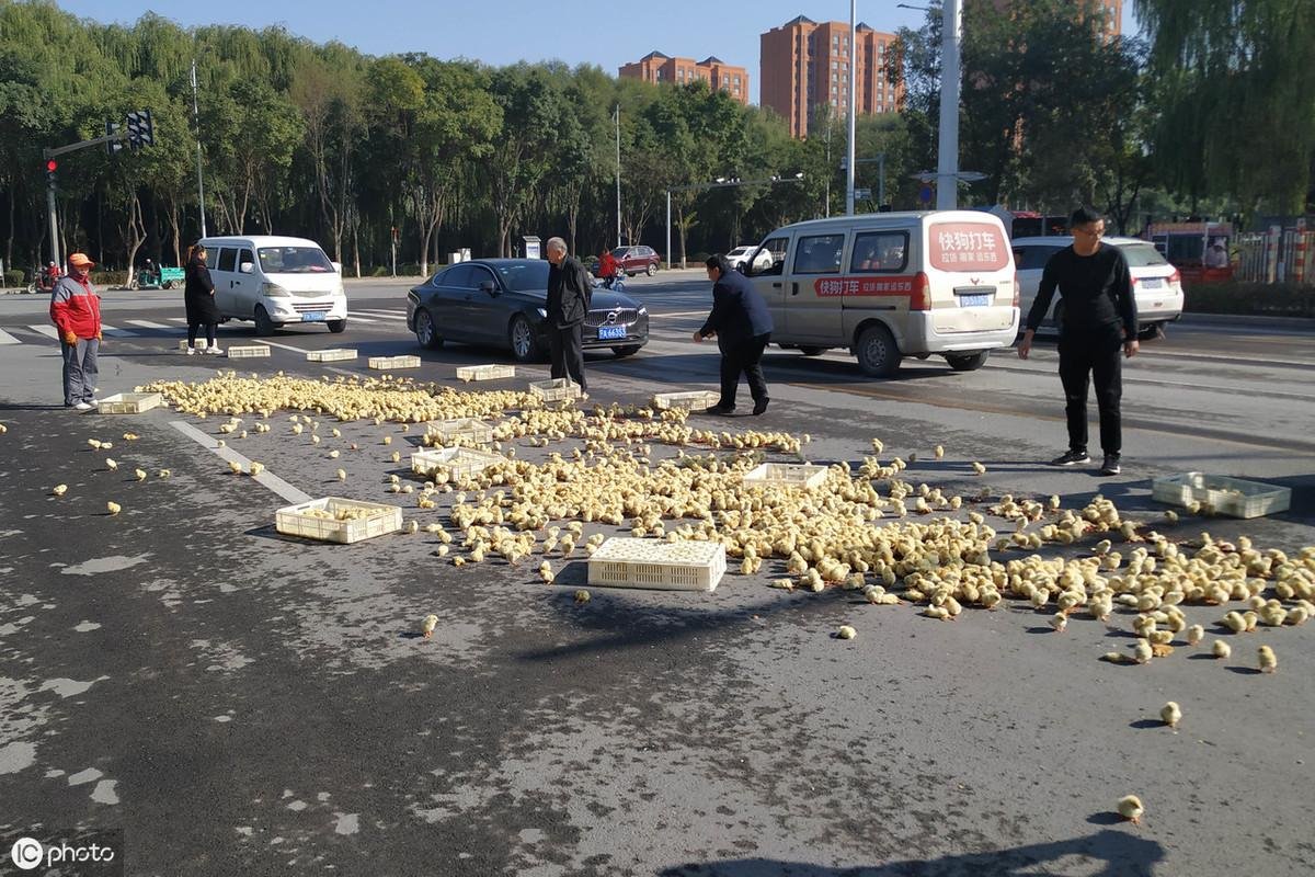 雞不可失！雞農卡車翻覆「小雞全都灑出來」村民見狀湧上狂撿...呆萌逃竄畫面超可愛！