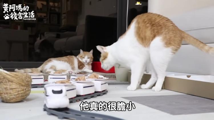 如果貓也能吃爭鮮...萌度爆表「貓吃迴轉壽司」邊走邊吃超可愛！：喵星人要來毀滅車站！