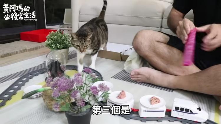 如果貓也能吃爭鮮...萌度爆表「貓吃迴轉壽司」邊走邊吃超可愛！：喵星人要來毀滅車站！