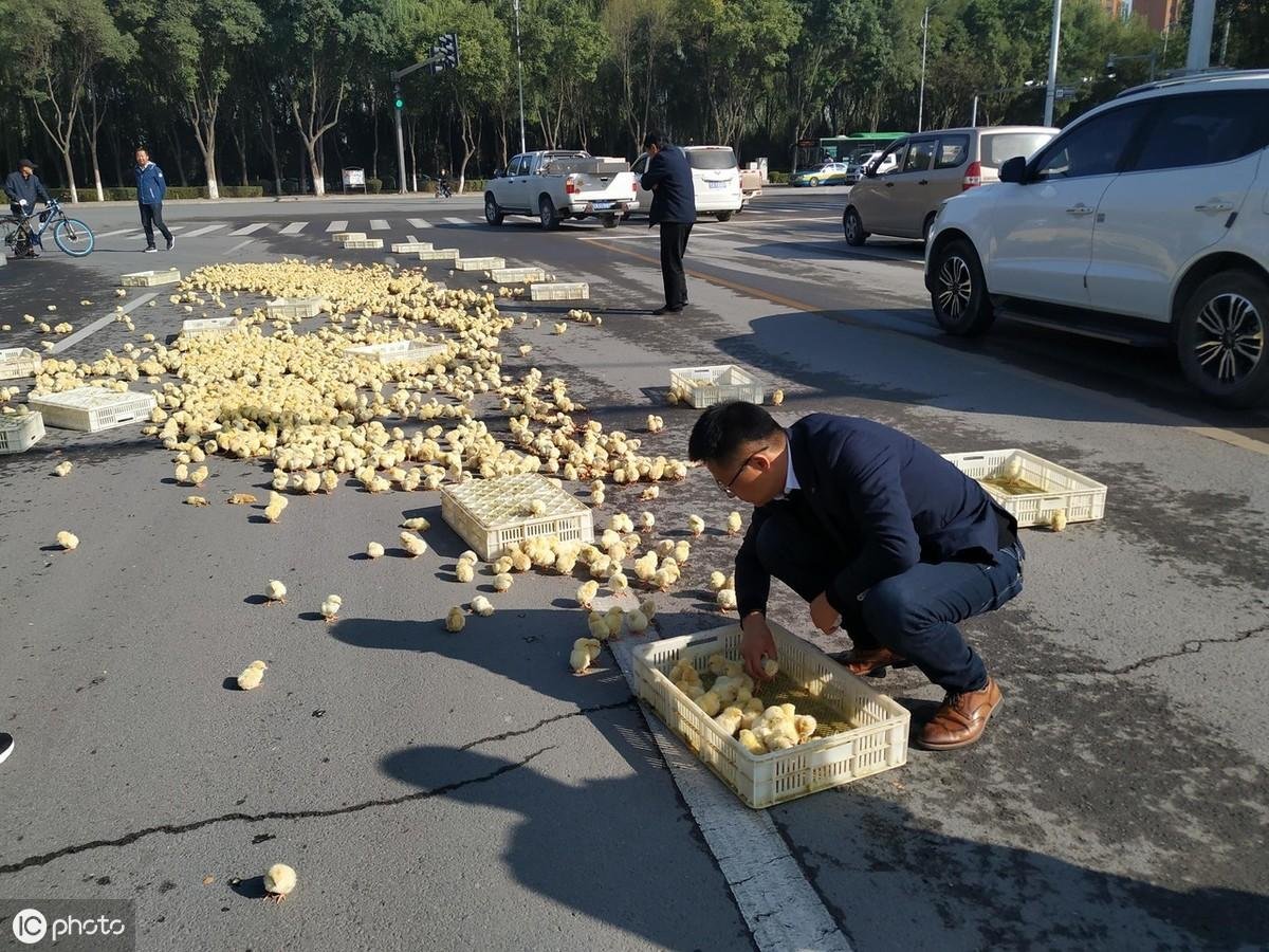 雞不可失！雞農卡車翻覆「小雞全都灑出來」村民見狀湧上狂撿...呆萌逃竄畫面超可愛！