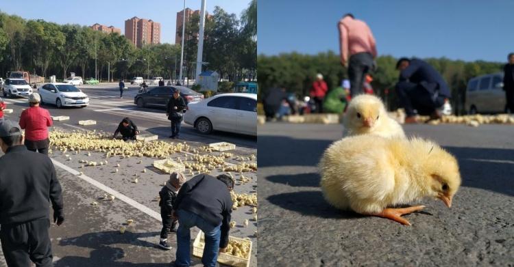 雞不可失！雞農卡車翻覆「小雞全都灑出來」村民見狀湧上狂撿...呆萌逃竄畫面超可愛！