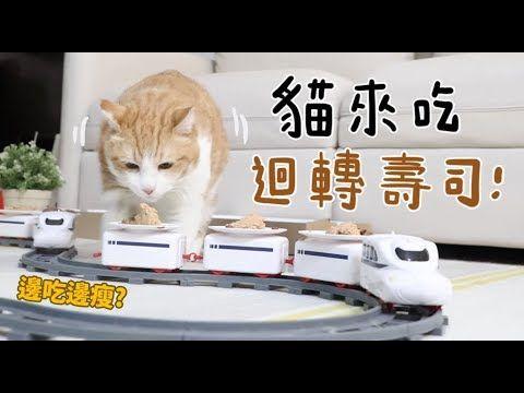 如果貓也能吃爭鮮...萌度爆表「貓吃迴轉壽司」邊走邊吃超可愛！：喵星人要來毀滅車站！