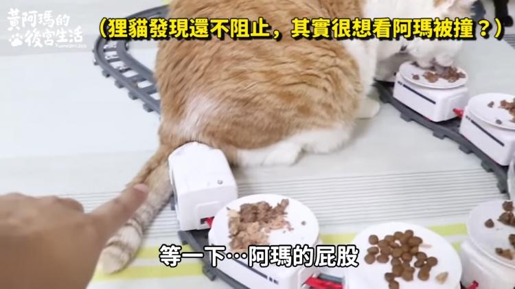 如果貓也能吃爭鮮...萌度爆表「貓吃迴轉壽司」邊走邊吃超可愛！：喵星人要來毀滅車站！