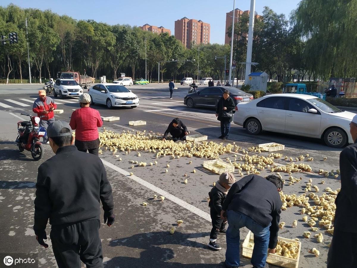 雞不可失！雞農卡車翻覆「小雞全都灑出來」村民見狀湧上狂撿...呆萌逃竄畫面超可愛！