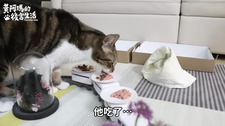 如果貓也能吃爭鮮...萌度爆表「貓吃迴轉壽司」邊走邊吃超可愛！：喵星人要來毀滅車站！