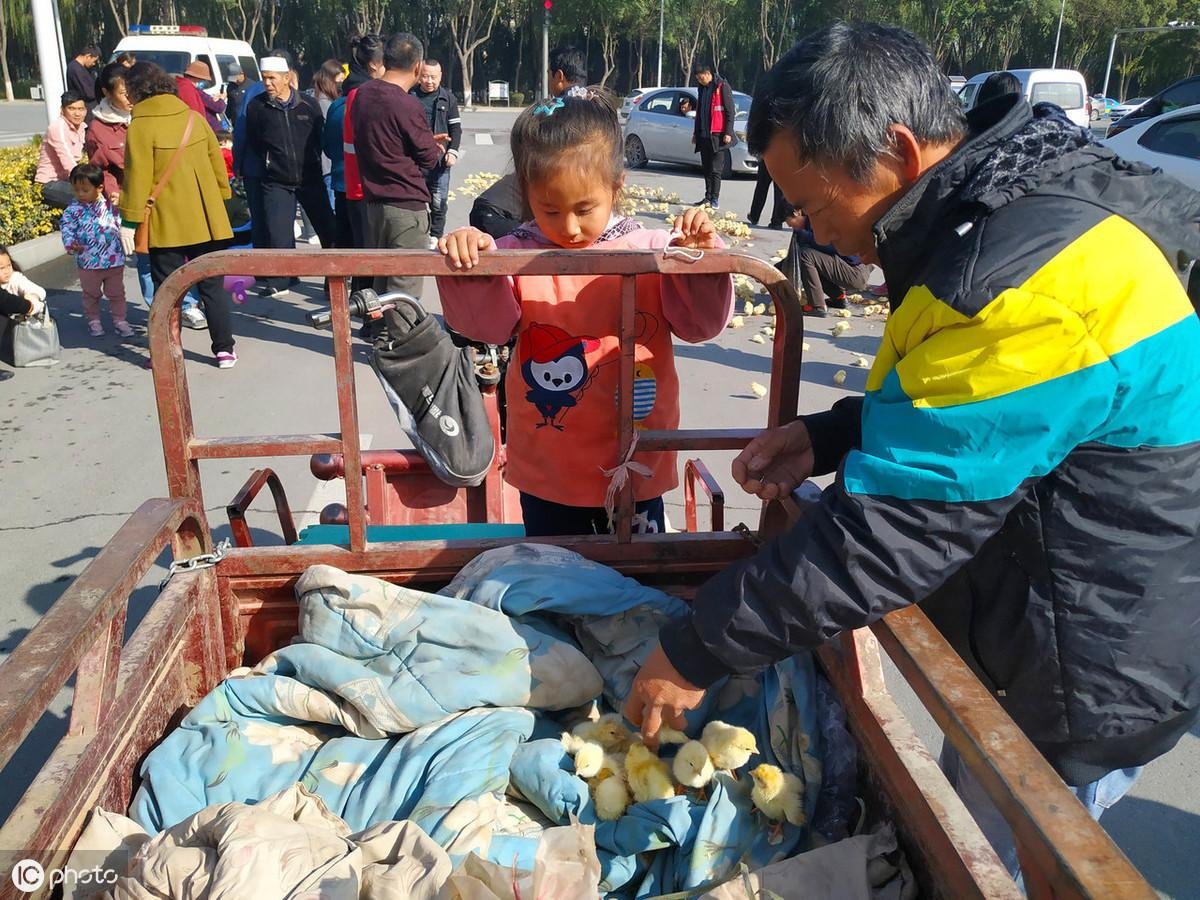 雞不可失！雞農卡車翻覆「小雞全都灑出來」村民見狀湧上狂撿...呆萌逃竄畫面超可愛！
