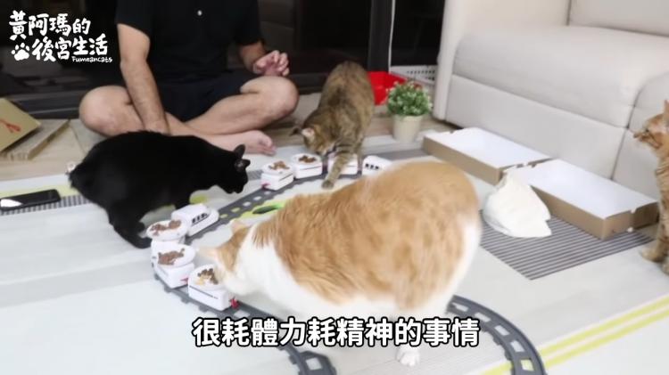 如果貓也能吃爭鮮...萌度爆表「貓吃迴轉壽司」邊走邊吃超可愛！：喵星人要來毀滅車站！