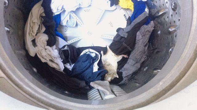 洗完衣服打開洗衣機...超發毛畫面「一隻OO躺在裡面」直接被捲死...網嚇:衣服全丟了!