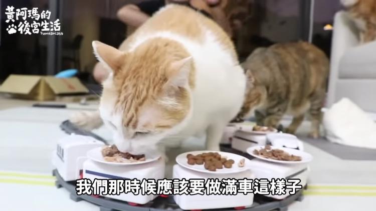 如果貓也能吃爭鮮...萌度爆表「貓吃迴轉壽司」邊走邊吃超可愛！：喵星人要來毀滅車站！