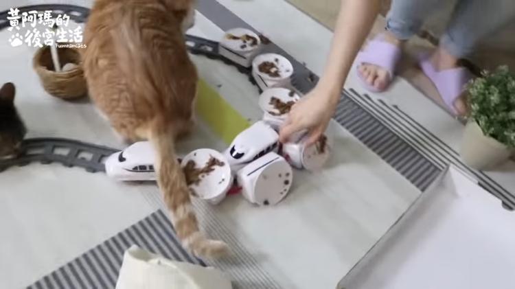 如果貓也能吃爭鮮...萌度爆表「貓吃迴轉壽司」邊走邊吃超可愛！：喵星人要來毀滅車站！