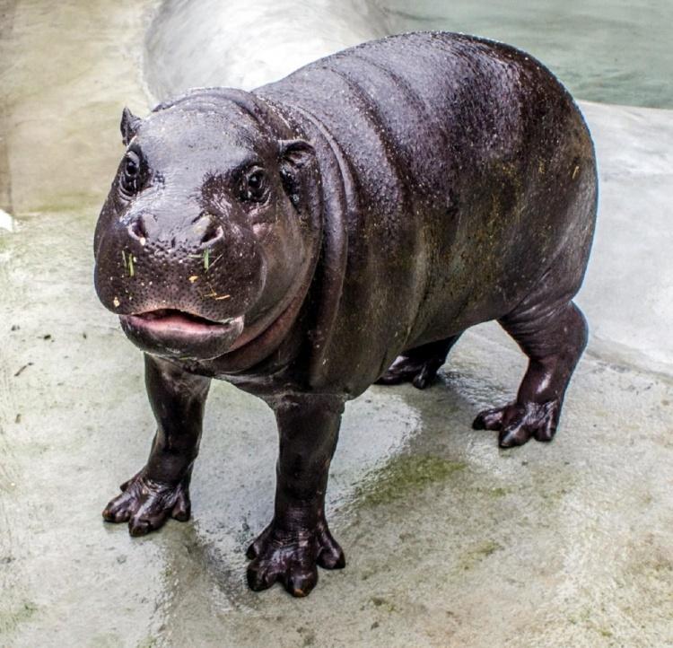 看了20年童年回憶...「嚕嚕米真實身份終於曝光」!竟不是小精靈、狗...網驚呼:猜不到R!