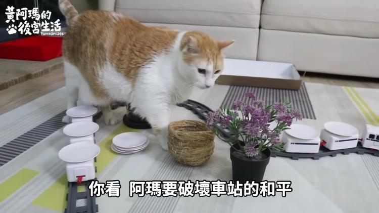 如果貓也能吃爭鮮...萌度爆表「貓吃迴轉壽司」邊走邊吃超可愛！：喵星人要來毀滅車站！