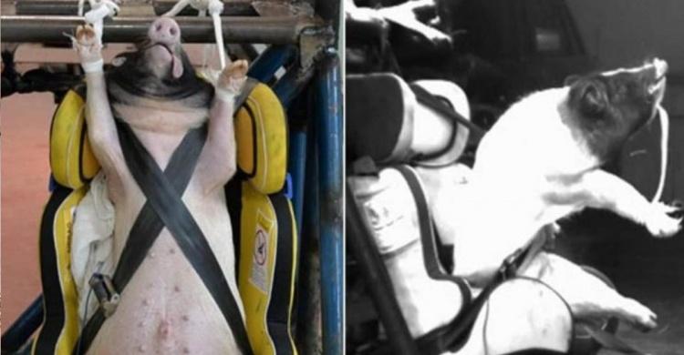殘忍做法又一樁！測試車體碰撞竟用「活豬代替假人」血肉模糊...：引發全球人民的憤怒！