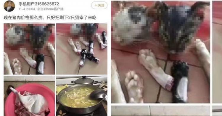 吃狗肉不稀奇…強國人直接吃貓！超驚悚「貓頭貓腳無碼畫面」曝光…網全嚇傻：太殘忍！