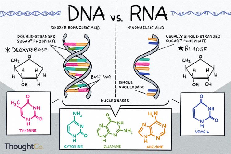 自己的小孩自己做!美醫生超無良「暗中播種女病人」38年後女兒驗DNA…比八點檔還扯