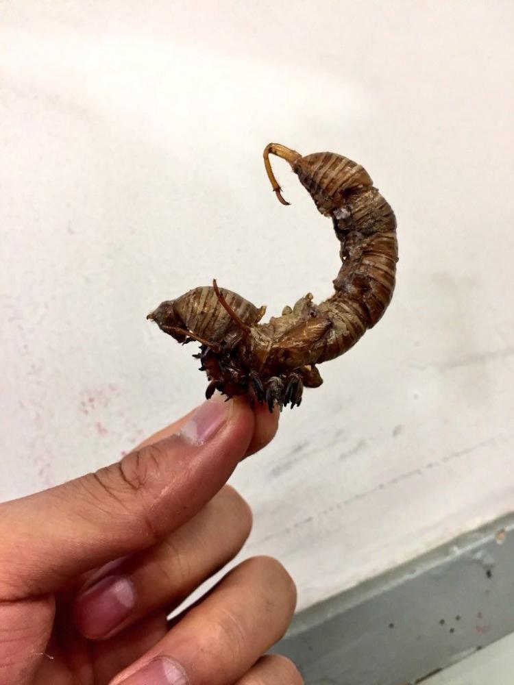 日本天才高中生...竟用「夏蟬的殼」製作出超精緻機械人物模型...簡直是專家級的手工！