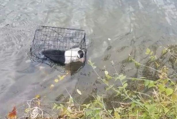 超殘忍！遭虐待的狗「被關進鐵籠裡丟進湖中」水溫接近0度...網暴怒：這些人該下地獄！