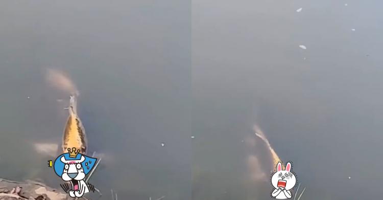 雲南湖泊驚見嚇人怪物！仔細一看原來是「人面黃金錦鯉」影片瘋傳網嚇傻：要成精了！