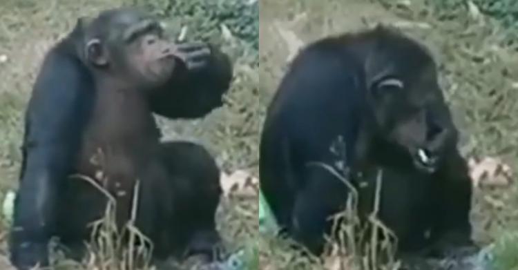 黑猩猩會抽菸你敢信？安徽動物園「驚人側錄影片」曝光…網全看傻：黑猩猩也懂吸！（影