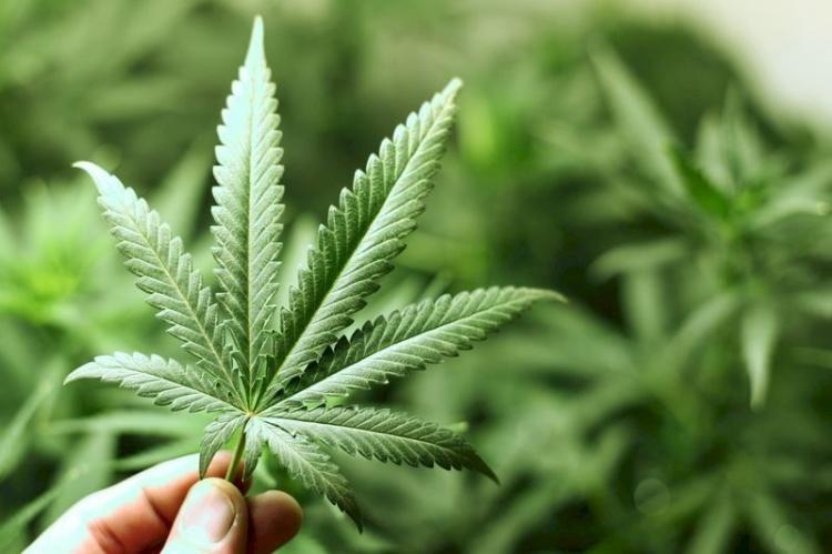 呼麻不但嗨還很養生?加拿大研究「吸食大麻有助於保護酗酒者肝臟」網笑翻:以毒攻毒?