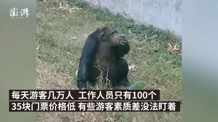 黑猩猩會抽菸你敢信？安徽動物園「驚人側錄影片」曝光…網全看傻：黑猩猩也懂吸！（影