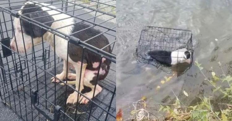 超殘忍！遭虐待的狗「被關進鐵籠裡丟進湖中」水溫接近0度...網暴怒：這些人該下地獄！
