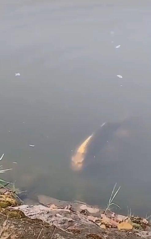 雲南湖泊驚見嚇人怪物！仔細一看原來是「人面黃金錦鯉」影片瘋傳網嚇傻：要成精了！