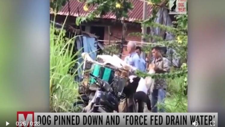 越南狗販為賣高價！竟往「狗嘴巴強灌廢水」增重曝光…引發全民大反彈：冷血無淚！