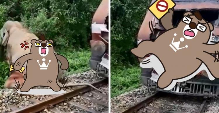 火車和大象對撞！「兩方都慘不忍睹」 畫面曝光...網嚇傻：誰都不願意見到的情況！