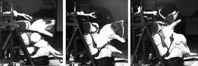 殘忍做法又一樁！測試車體碰撞竟用「活豬代替假人」血肉模糊...：引發全球人民的憤怒！