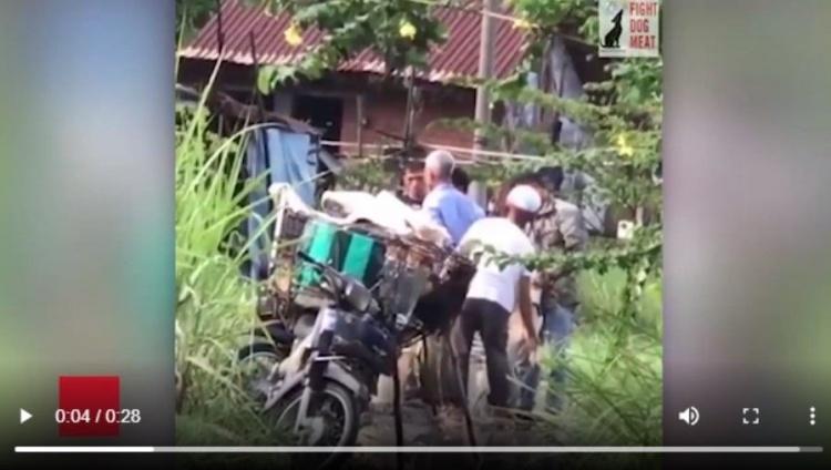 越南狗販為賣高價！竟往「狗嘴巴強灌廢水」增重曝光…引發全民大反彈：冷血無淚！