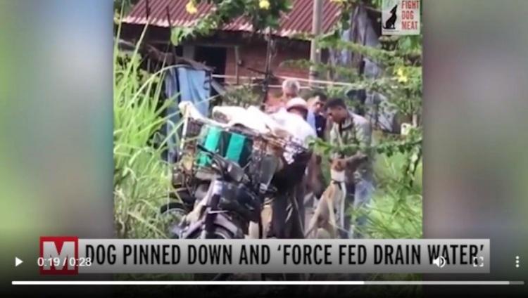 越南狗販為賣高價！竟往「狗嘴巴強灌廢水」增重曝光…引發全民大反彈：冷血無淚！