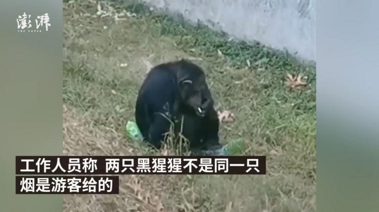 黑猩猩會抽菸你敢信？安徽動物園「驚人側錄影片」曝光…網全看傻：黑猩猩也懂吸！（影