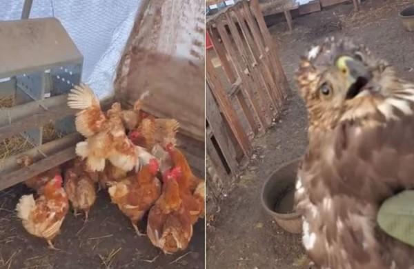 老鷹捉小雞反遭包圍猛啄 獲救表情「懷疑鳥生」