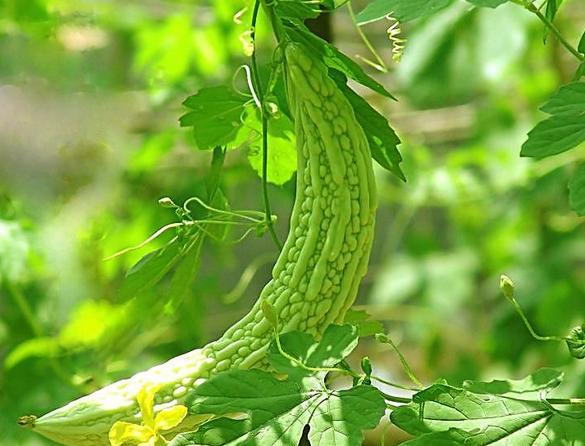 苦瓜雖然可以抗癌，可這3類人卻不能吃，需要遠離苦瓜！