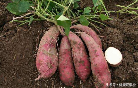 紅薯雖好，卻不能亂吃，吃錯當心危害身體！