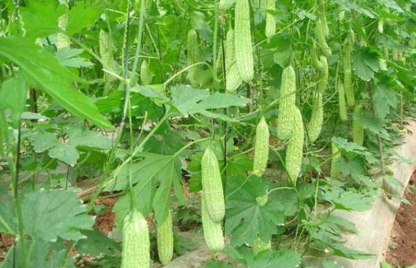 苦瓜雖然可以抗癌，可這3類人卻不能吃，需要遠離苦瓜！