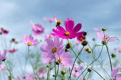 Image result for 花 GIF